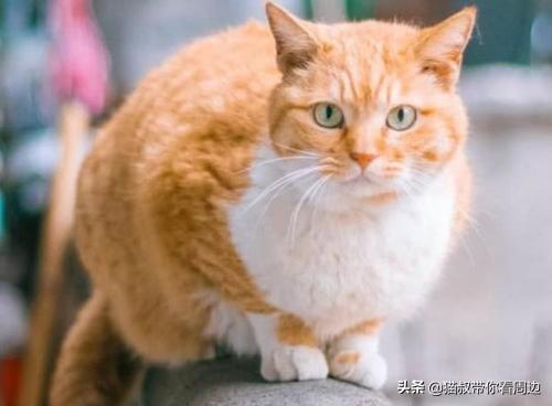 橘猫为什么怕黄瓜:两个月橘猫总咬人，想了好多办法都改不了，怎么办？