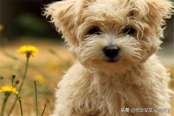 犬皮:被自己家的宠物狗狗咬破了一点皮，需要打针吗？