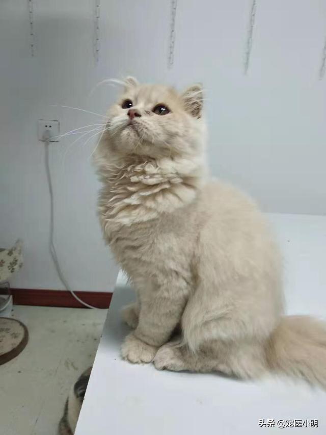 猫咪绝育当晚走来走去:猫做绝育的时候一般是什么状态？ 猫咪绝育后一直走来走去