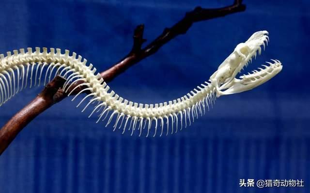 绿茸线蛇是不是可以活1867岁？