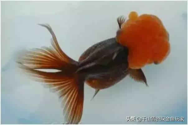狮子头金鱼头发白:狮子头金鱼鼻子旁长出白色的东西是病吗？