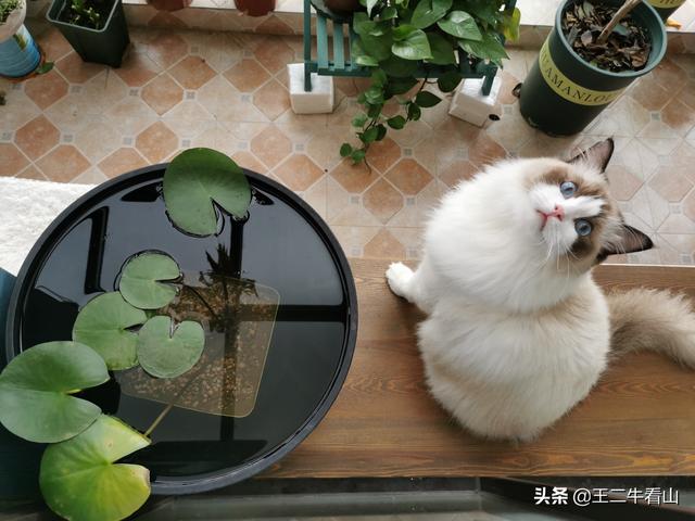 布偶猫吧的人有病:布偶猫过于黏人是怎样的体验？