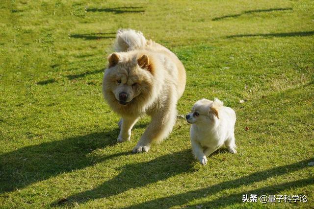 狗怕什么气味人闻不到:大白天的狗狗突然害怕，躲了起来，是什么原因？