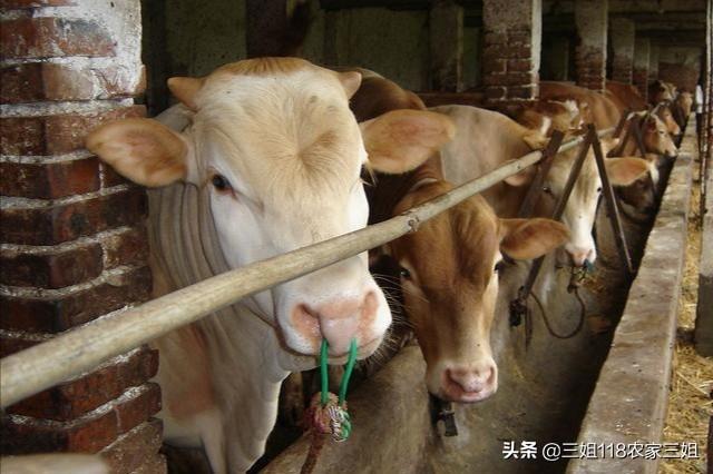 牛出血性败血病:1300斤重的育肥西门达尔牛有口蹄病怎样治？