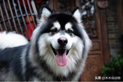阿拉斯加雪橇狗怎么训:怎样才能让阿拉斯加不拆家？