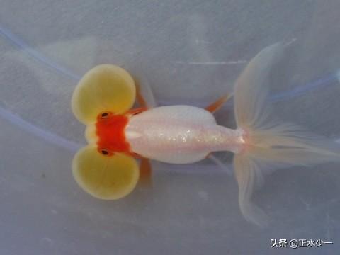 脆弱的水泡眼金鱼该如何养殖 Ws亚庆的回答 悟空问答