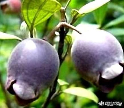 广西合浦蛋龟之家电子商务有限公司:广西北部湾的支柱产业是什么？听说那里很多外地人，是真的吗？