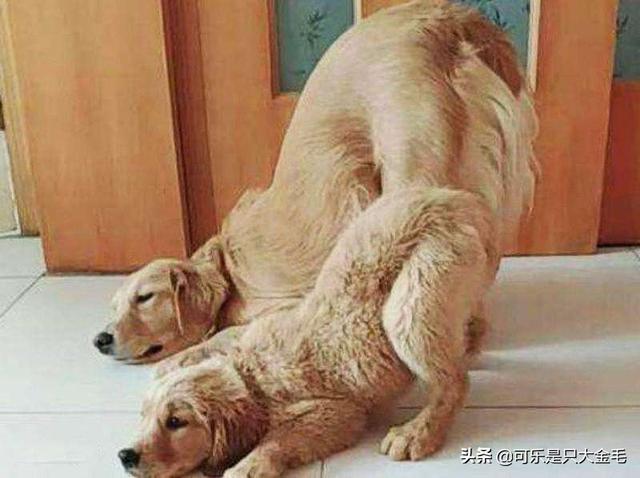 可爱宠物狗视频大全:哪些品种狗狗养起来比较难？