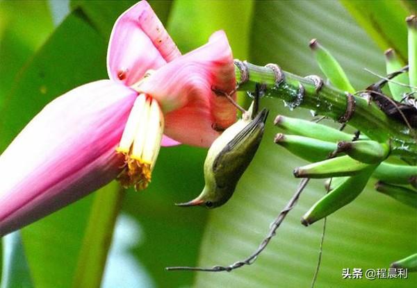 头条问答 香蕉花可以炒菜吃吗 会不会有涩味 初二的原食餐桌的回答 0赞