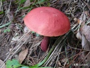 野生蘑菇究竟有多毒，舌尖上的警钟应常鸣，嵊州又有人因野生蘑菇导致中毒, 你怎么看