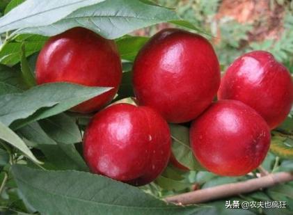 湖北的油桃一块五一斤，到了深圳超市11.8一斤，到底谁赚了？-农夫也疯狂的回答