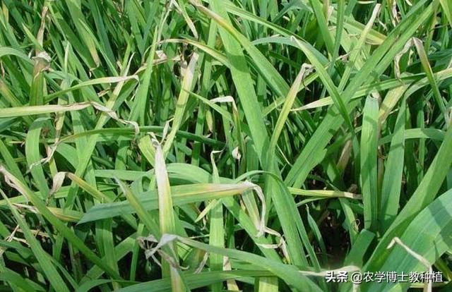 大蒜黄粉病该怎么治?-图5