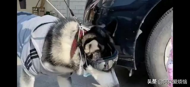 狗狗视频表演:主人假装倒下，狗狗会有什么反应？