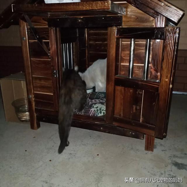 冀师傅天然猫粮怎么样:家里有很多只猫了，还要不要再收留流浪猫了？