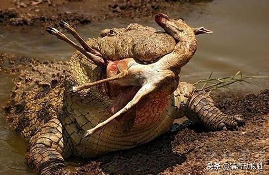 湾鳄:湾鳄vs尼罗鳄 尼罗鳄古斯塔夫和湾鳄洛龙谁更厉害？