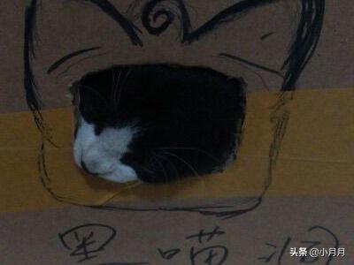 自制创意猫抓板:猫咪经常抓毯子，不抓猫抓板，该怎么办？