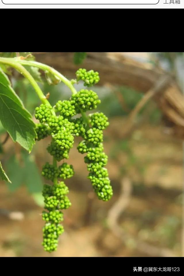 葡萄花穗以下副芽怎么处理 头条问答