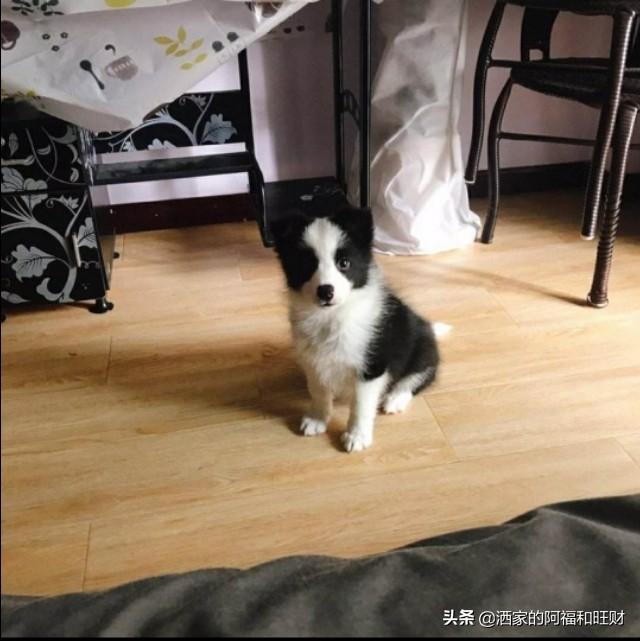 牧羊犬:荷兰牧羊犬与马犬有什么区别？