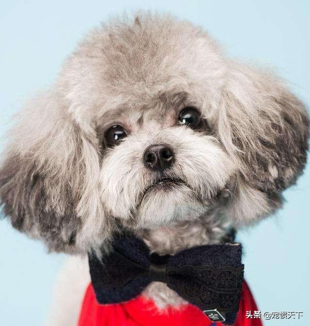 博洛尼亚犬颜色:泰迪犬究竟有多少种颜色？