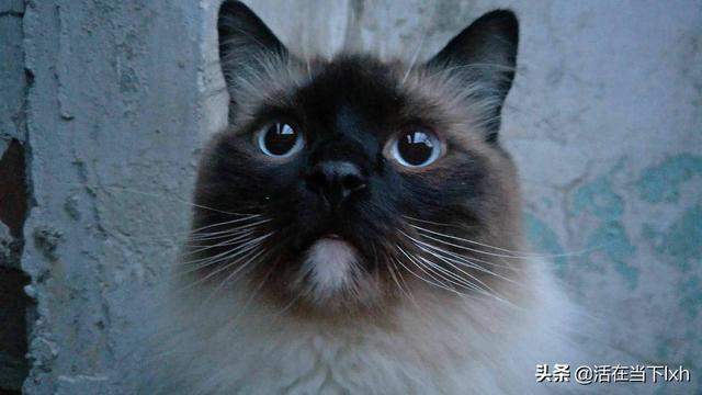 布偶猫吧 很瘦:十个月布偶公猫多重正常啊？ 布偶猫很瘦不长肉怎么办