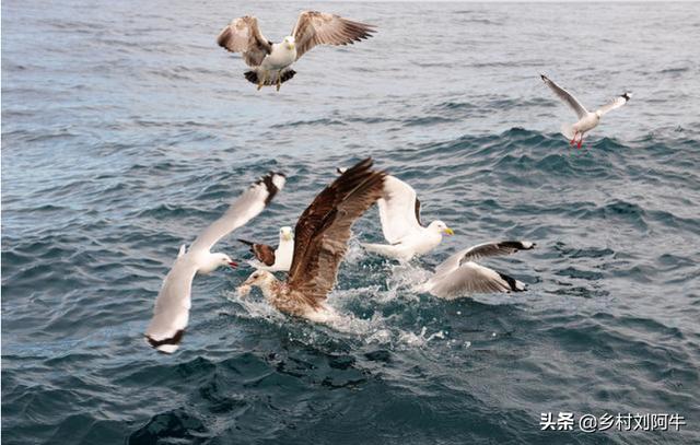 头条问答 近海钓鱼怎么找鱼群 驻村书记阿牛的回答 0赞