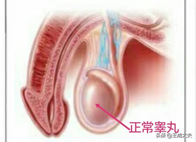 童尿蛋:童子尿煮鸡蛋真的有营养吗
