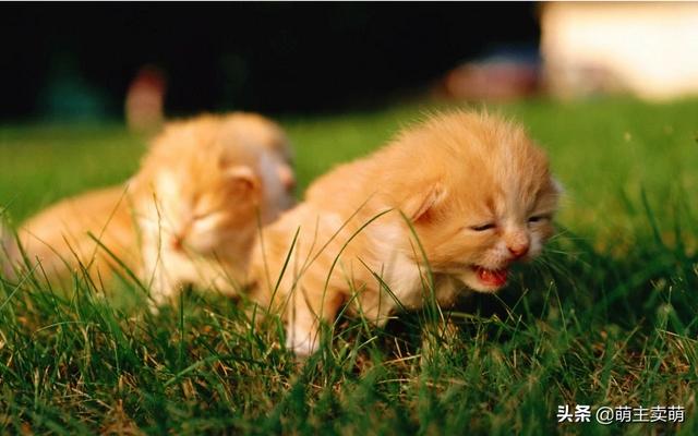 一个月大小猫 福来恩:怎样让猫咪度过新环境的适应期？