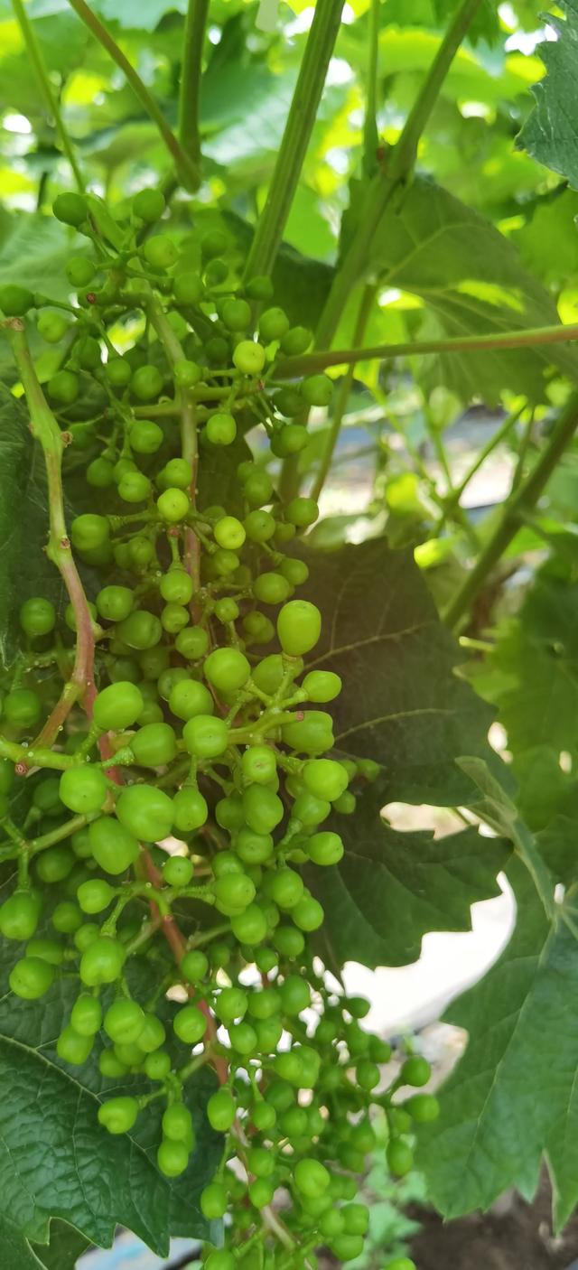 头条问答 葡萄开花前保花保果喷什么药 13个回答