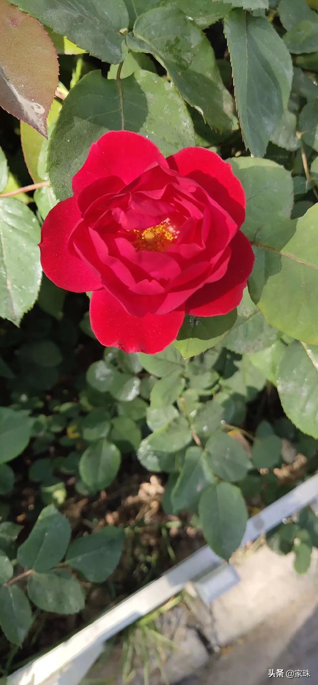 月季花栽培:月季花怎么栽培 月季花很常见，我们应该怎样养护，怎样繁殖呢？