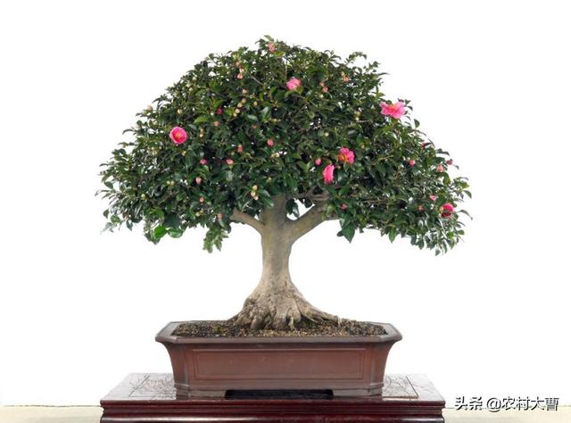 家里的一棵红茶花每年只打花苞不开花怎样才能开花