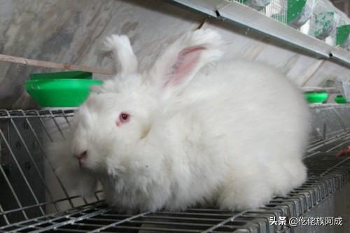 巨型安哥拉兔:兔毛产业前景如何？什么品种产毛多？兔子价格多少钱？