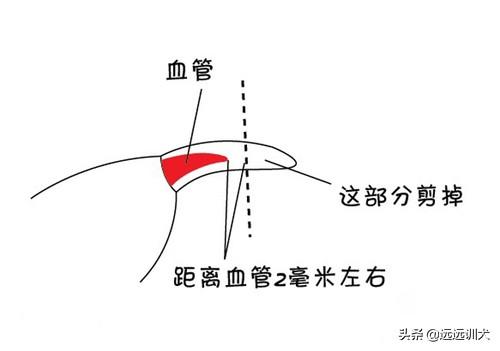 如何饲养宠物兔,请问如何给宠物兔做好清洁工作？