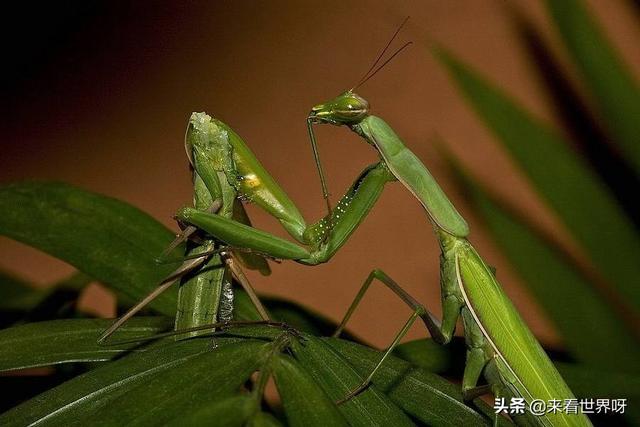 雌螳螂一定会吃掉自己的配偶吗，母螳螂吃丈夫时,丈夫受到攻击为什么不跑？