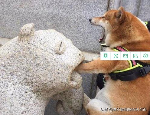 微笑天使狗狗图片柴犬:什么品种的狗狗，穷人养不起？