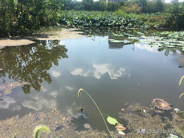 雷达鱼开口:雷达鱼开口饲料 钓鲫鱼时鲫鱼不开口，有人说与技巧和饵料有关，这是真的吗？