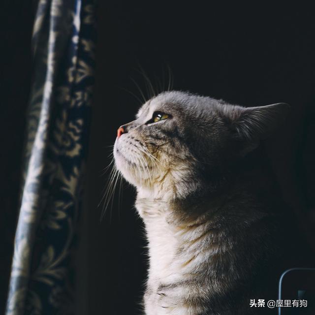 猫的孩子:猫把自己的孩子吃了，我该怎么办？