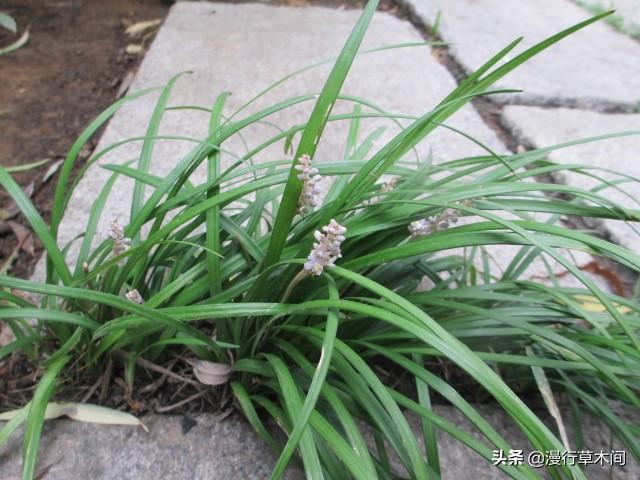 花叶芋根结线虫病:种麦冬把叶子剪短种植可以吗？