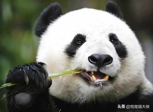 熊猫狗习性:大熊猫的战斗力怎么样？可以在藏獒的手下坚持多久？为什么？