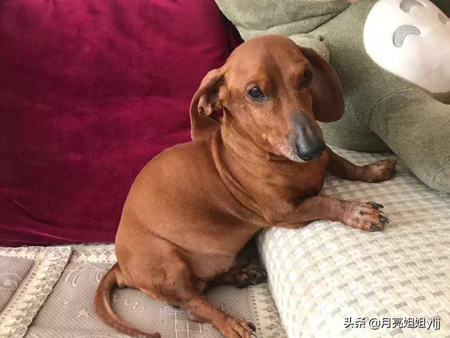 比格犬视频:养狗过程中，你觉得宠主容易因为哪些原因中途放弃养狗，为什么？