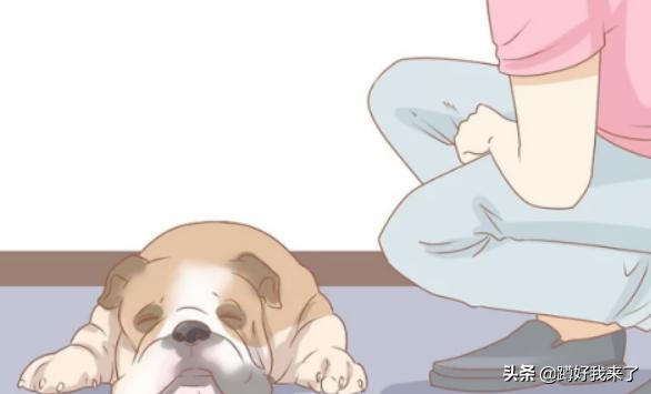 世界上最忧郁的狗是什么样的:狗狗有抑郁症的6大表现？