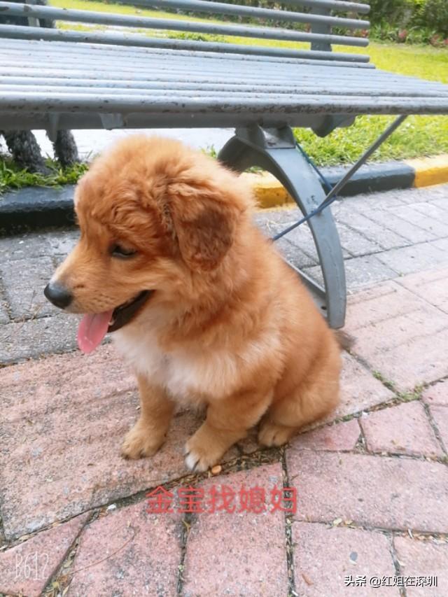 狗狗什么时候开始认主？插图