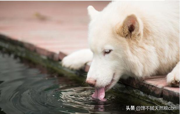 莱姆病症状有什么:抗莱姆病有什么真症状 引起狗狗肾衰竭的原因有哪些？该怎么预防？