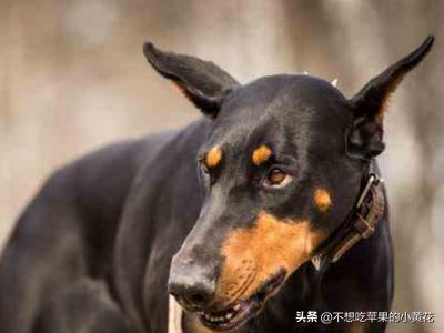宠物狗智商排名前100:如何知道狗狗智商的排名？