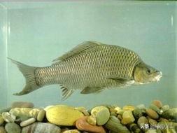 观赏水族疾病防治学:早春家鱼养殖疾病多发如何预防？