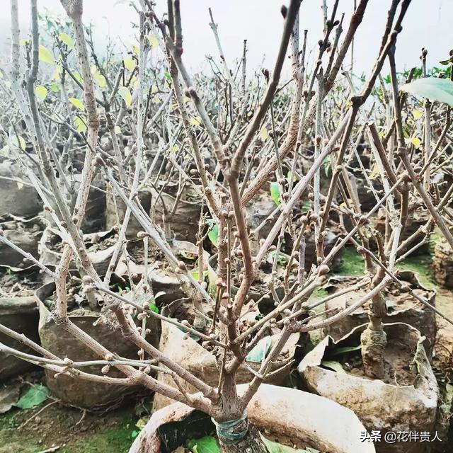 家里养梅花好吗:腊梅放在室内会影响开花吗？需要注意什么？