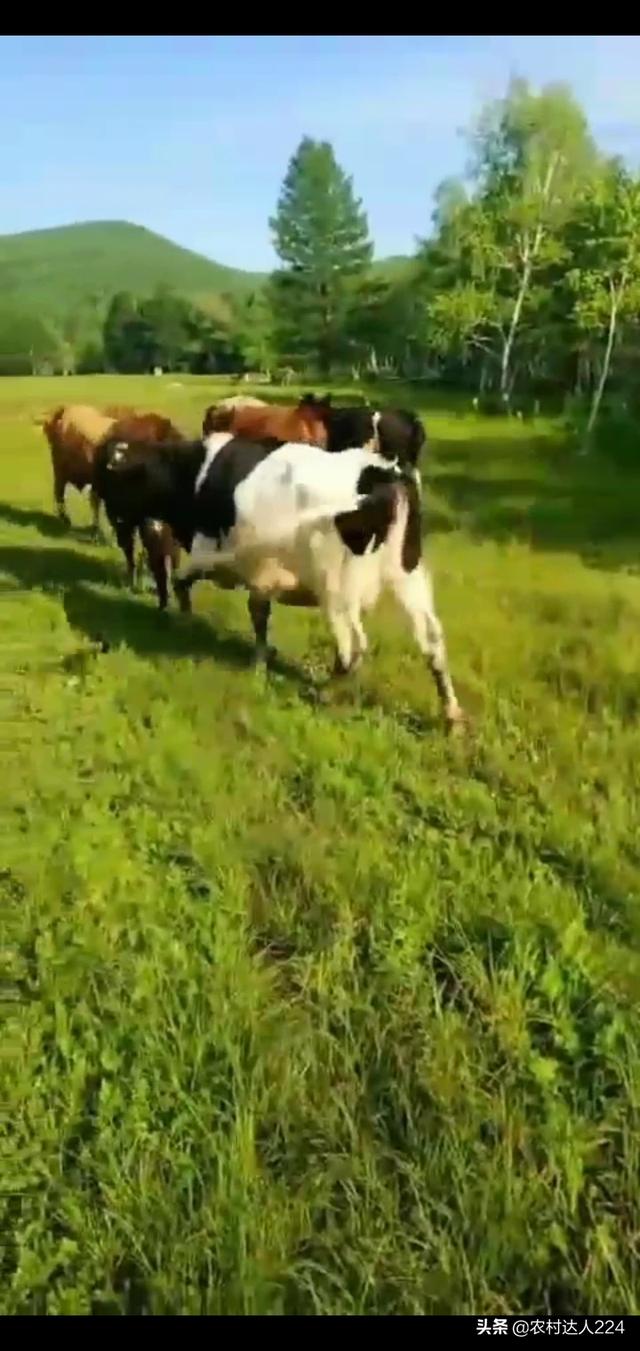 斗牛犬打架视屏:牛在养殖场怎么才能让它不打架？ 斗牛犬打架视频