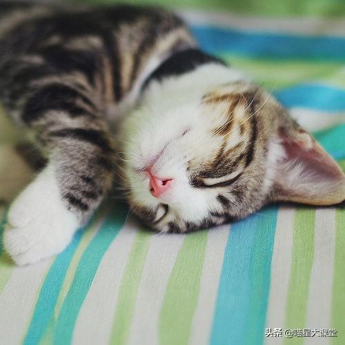多拉菌素的使用:猫脖子被咬破变成癣了怎么办？猫咪有猫癣怎么处理？