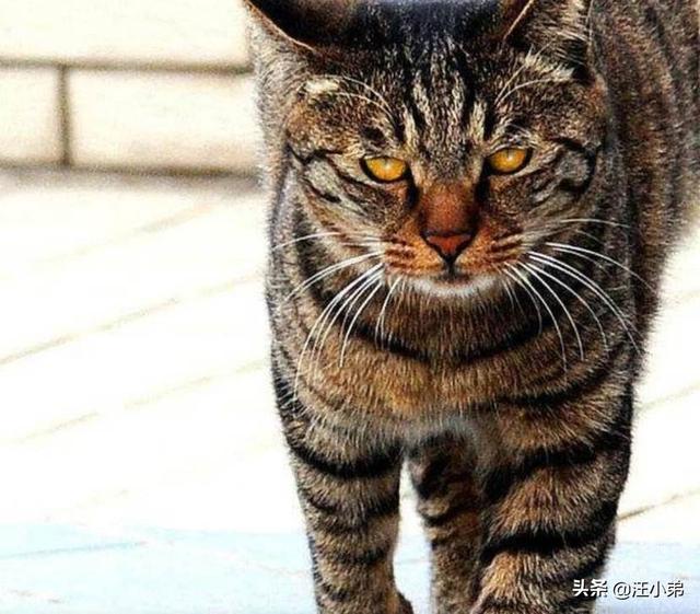 养猫记 by angelo:小猫从几个月开始养最好养，长大最亲人？