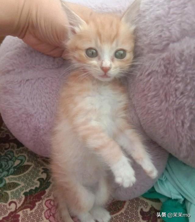 猫图片大全:养田园猫，你愿意花钱吗？