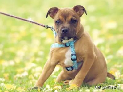 狗狗绝育手术后护理:狗狗做绝育应当注意哪些事项？